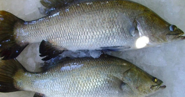 Gặp loài cá này ở chợ nên mua ngay, ngon hơn cao lương mỹ vị, bổ hơn cả cá hồi mà không hề ngấy