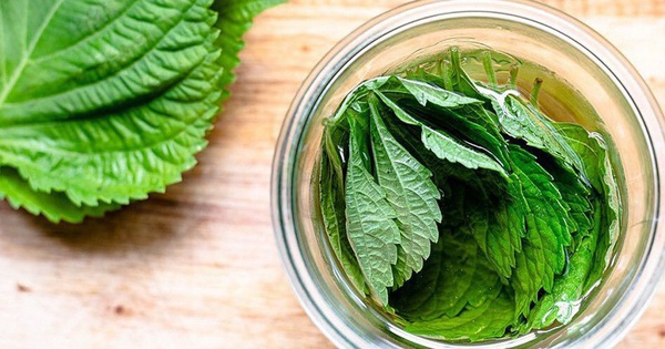 Việt Nam có 1 loại lá ăn thì cay nhưng lại giàu omega-3, giúp ổn định mỡ máu, chống tia UV như kem chống nắng tự nhiên