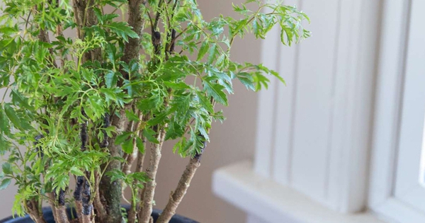 Cây cảnh được ví như "nhân sâm của người nghèo" không chỉ chữa bệnh mà còn hút tài lộc, trấn giữ của cải!