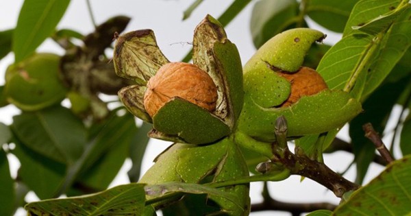 Loại quả Việt Nam có nhiều, được đại danh y ví như "kho báu": Bổ thận, lọc máu, tốt cho não bộ