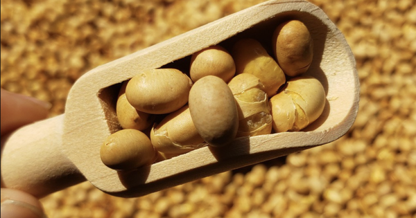 Loại ‘‘hạt trường sinh’’ giàu protein gấp 2 lần hạt chia, tốt cho tim mạch và xương khớp: Việt Nam có đầy mà ít người biết