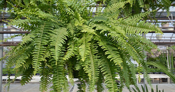 Loại cây rất nên trồng trong nhà: Lọt tốp đầu danh sách của NASA, lọc được cả loạt chất độc hại