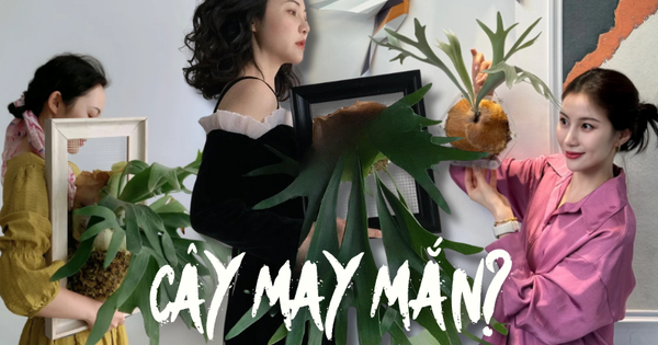 Loài cây mọc hoang ngoài rừng nay lại được nhiều người giàu ưa chuộng trồng trong nhà, lý do là gì?