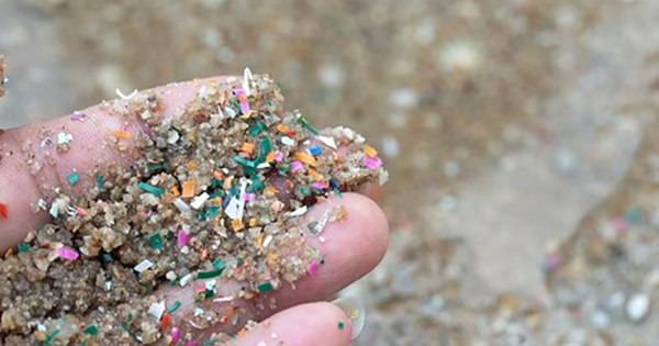 Vi nhựa "lấp đầy" não người: Những siêu thực phẩm giá rẻ có thể bảo vệ bạn khỏi tác hại chết người của vi nhựa