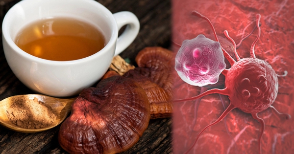 Nấm linh chi có thể tiêu u, chữa ung thư? Chuyên gia lên tiếng chia sẻ sự thật!