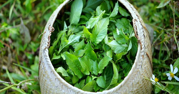 Loại cây là "kẻ thù nhà nông" lại được ví như cỏ thần, thế giới đánh giá cao