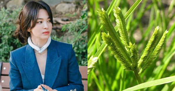 Việt Nam có 1 loại lá chống rụng tóc, kích thích mọc tóc con rất tốt: Tận dụng có thể trị được nhiều căn bệnh quen thuộc hiệu quả