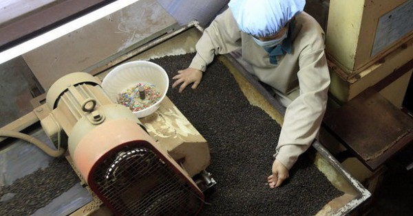 Một loại "vàng đen" của nông sản Việt đang được nước giàu nhất châu Âu săn lùng, chi tới gần 50 triệu USD để nhập khẩu trong 4 tháng qua