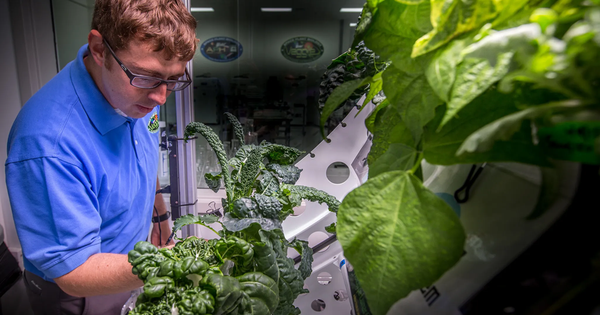 Loại rau NASA coi là tiềm năng để trồng trong không gian, cũng là "ngôi sao chống ung thư": Chợ Việt bán vừa nhiều vừa rẻ