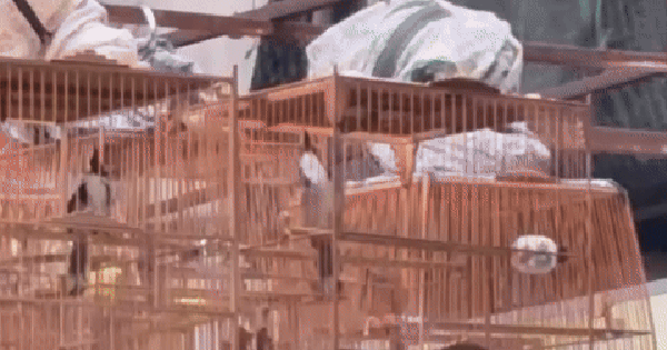 Chứng minh chim có nguồn gốc hợp pháp bằng cách nào, đăng ký nuôi chim cảnh thủ tục ra sao?