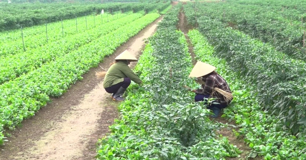 Việt Nam có loại rau giàu canxi ngang sữa, Trung Quốc coi như “báu vật”: Bổ gan, hạ mỡ máu cực tốt