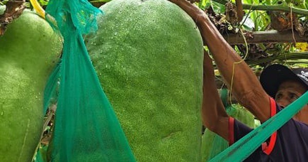 Độc lạ Bình Định: Làng trồng bí đao khổng lồ, quả nặng hơn 60kg