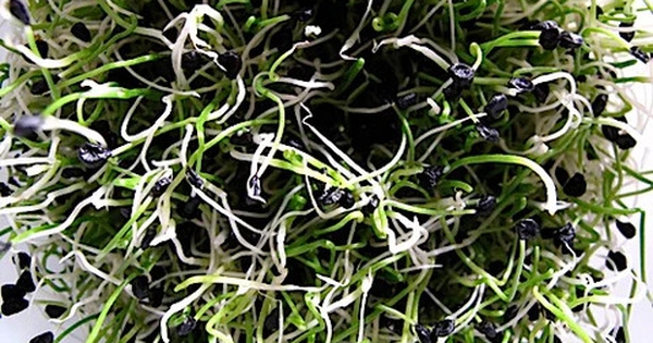 Trong nhà có 4 thực phẩm này mọc mầm đừng dại vứt đi: Không độc còn “lãi” gấp mấy lần dinh dưỡng!