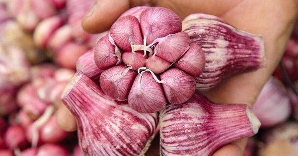 5 loại tỏi không nên mua - đến cả người bán cũng không dám ăn!