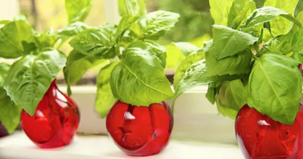 4 loại cây người Việt dễ kiếm, là “máy lọc” không khí tuyệt hảo: Nhà nào cũng nên trồng ít nhất một loại