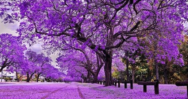 Cổ phiếu Vinhomes, Vietnam Airlines, Novaland, Gelex tăng kịch trần