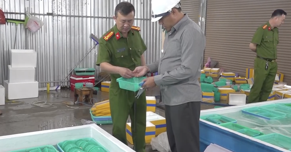 CLIP: Cận cảnh xử lý "kho" tôm hùm giống nhập lậu ở Khánh Hòa