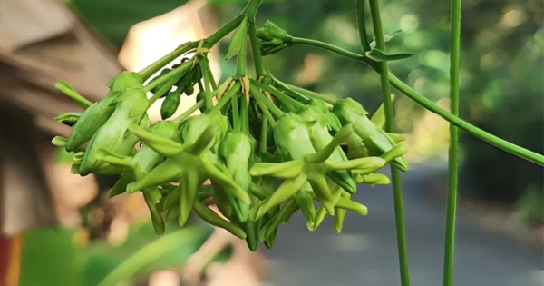 Loại hoa đem nấu canh giúp bổ gan, thận: Việt Nam trồng nhiều, người dân đem bán, kiếm hơn 1 tỷ đồng/năm