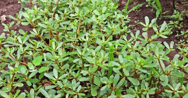 1 loại rau mọc dại ở Việt Nam, người Trung Quốc gọi là “rau trường thọ”: Là “kho” omega 3, lợi không kém thuốc bổ