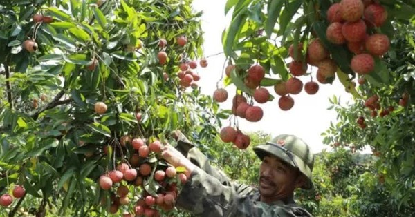 15.000 tấn vải thiều sớm sẵn sàng phục vụ thị trường