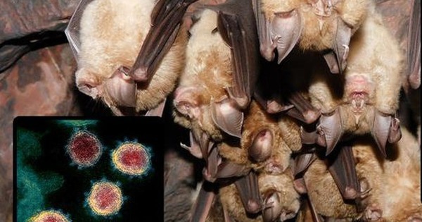 Nghiên cứu quốc tế mới đào sâu nguồn gốc COVID-19