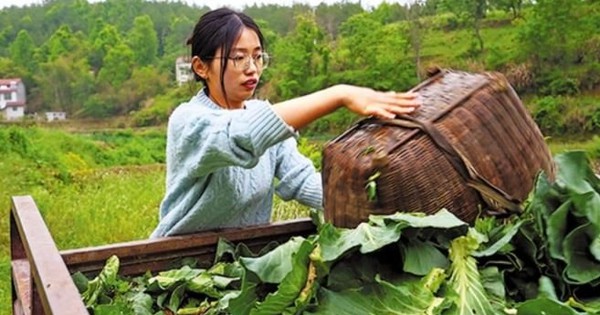 Cử nhân Trung Quốc về quê nuôi lợn, từ bỏ cuộc sống thành thị áp lực: ‘Tôi muốn làm hài lòng bản thân, muốn thử những điều mới mẻ’