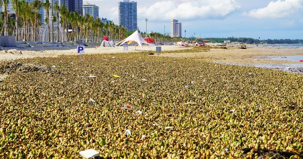 Bất ngờ với hình ảnh "chưa bao giờ thấy" ở biển Bãi Sau, TP Vũng Tàu