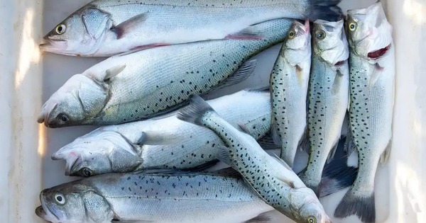 Loại cá được khen "tốt hơn cá hồi", thịt dày lại còn ít xương, dân sành nhìn thấy là tranh nhau mua