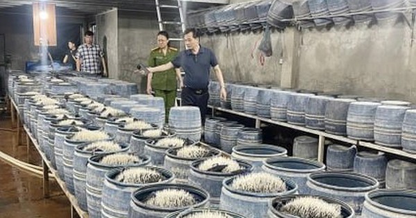 Triệt phá 2 cơ sở sản xuất, bán gần 350 tấn giá đỗ ngâm hóa chất ra thị trường