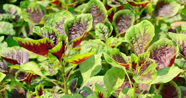 6 loại rau dễ "ngâm tẩm hóa chất": Tự trồng siêu đơn giản, 20 ngày sau thu hoạch ngon lành!