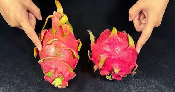 Chủ vườn thanh long tiết lộ: Muốn mua quả ngọt đậm, dày cùi chỉ cần liếc mắt nhìn 4 điểm