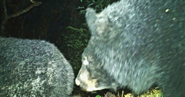 Loài động vật đen tuyền cực kỳ quý hiếm, tưởng sắp tuyệt chủng bất ngờ xuất hiện, có ‘tổ tiên’ ở tận châu Âu: Nhiều người Việt vui mừng