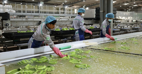 Thaco Agri của ông Trần Bá Dương đưa thêm xưởng đóng gói chuối vào vận hành, tăng công suất thêm 200 tấn xuất khẩu/ngày