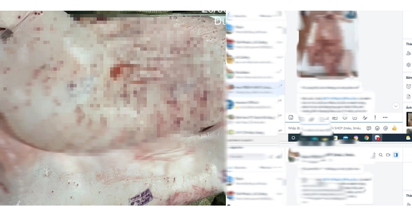 Vụ tố cửa hàng của C.P. Việt Nam bán thịt heo bệnh: Tỉnh Sóc Trăng vào cuộc kiểm tra