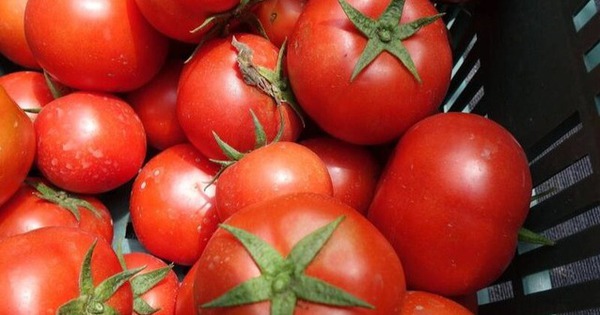 4 loại cà chua độc hại: Loại dễ gây ung thư, loại "tra tấn" dạ dày, chợ bán rẻ mấy cũng quay xe