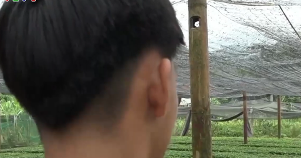 Nhiều học sinh vùng cao bỏ học, “sập bẫy” việc nhẹ, lương cao