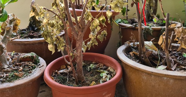 Vì sao ông bà dặn: "Trước sân tránh trồng dâu, sau vườn chớ đặt liễu, giữa sân không trồng cây khô?"