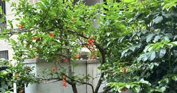 "Muốn giàu nuôi cá, muốn khá trồng cây" - 3 cây này đứng trong sân như nam châm hút tiền, tà khí chạy mất dép!