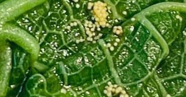 Ăn rau ở quầy buffet khách sạn, vị khách tái mặt khi phát hiện "thứ đáng sợ"