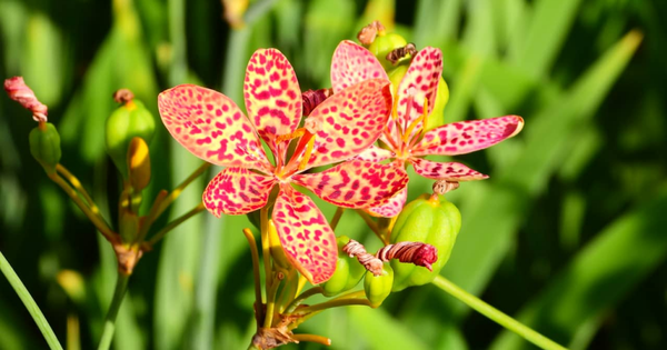 Loại cây Việt Nam trồng làm cảnh, củ sấy khô có giá 1 triệu đồng/kg ở Trung Quốc: Hóa ra là dược liệu quý