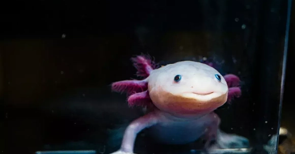 Bí ẩn về kỳ nhông phát sáng giúp mở đường cho y học tái sinh