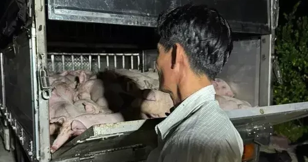 Bạc Liêu: Phát hiện xe chở 120 con lợn không có giấy kiểm dịch