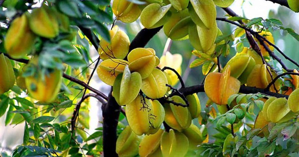 Ông bà dặn: "Trồng cây là trồng phúc, giữ cây là giữ lộc" - 3 cây này dù khó đến mấy cũng đừng chặt