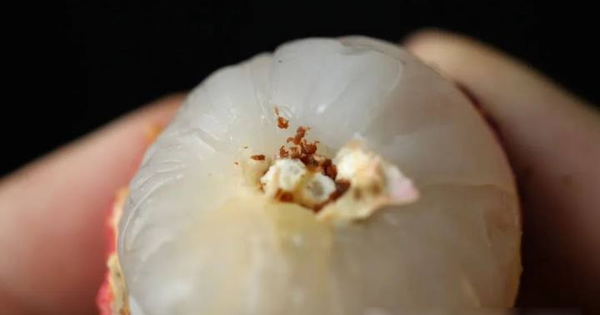 Bóc vỏ quả vải, phần đen trên cuống là gì? Nhiều người nghĩ là "phân sâu", chuyên gia trả lời