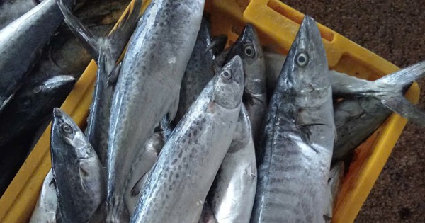 Tưởng cá hồi là "vua omega-3", ai ngờ chỉ đứng hạng 2: Nhà vô địch thực sự là loại cá bình dân, bán đầy chợ Việt