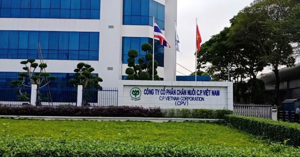 NÓNG: C.P. Việt Nam thừa nhận hình ảnh heo bệnh bị “tố” là có thật, được chụp tại cơ sở gia công thuê