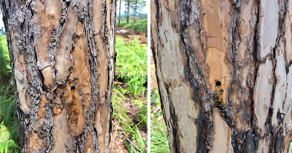 Lâm Đồng: Làm rõ trách nhiệm trong việc “mất” gần 57 ha rừng