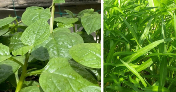 Chuyên gia mách bạn 4 loại rau mùa hè ít "ngậm" hóa chất nhất