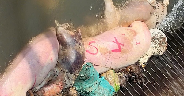 Hình ảnh heo chết nằm la liệt trên kênh dẫn nước ở Bình Dương