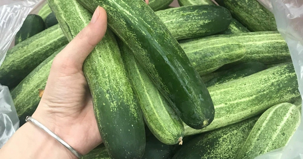 Đi mua dưa chuột mà thấy 5 dấu hiệu này rẻ mấy cũng đừng tham!